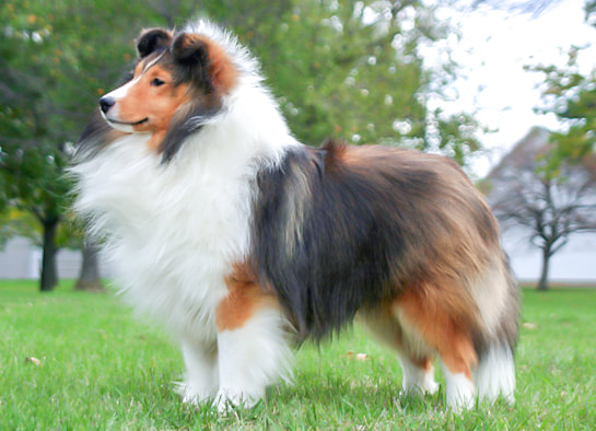 Oak Knoll Shelties - Home